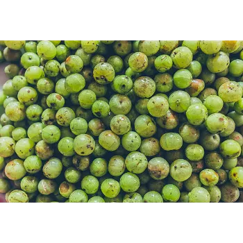 Organic Amla Plants